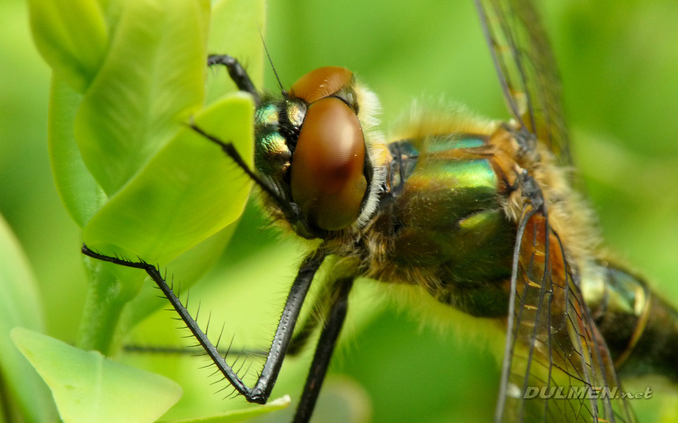 Downy Emerald (Male, Cordulia aenea)